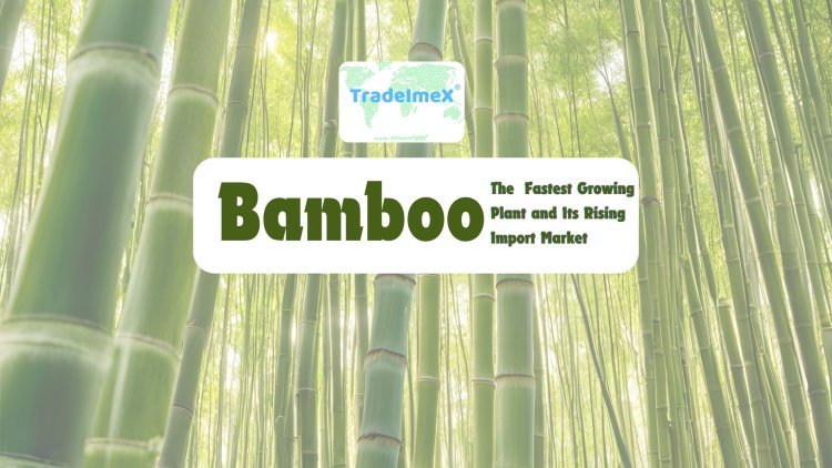 Bamboo: The Fastest Growing Plant and Its Rising Import Market