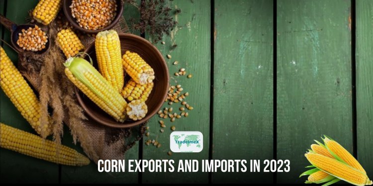 Corn exports and imports in 2023